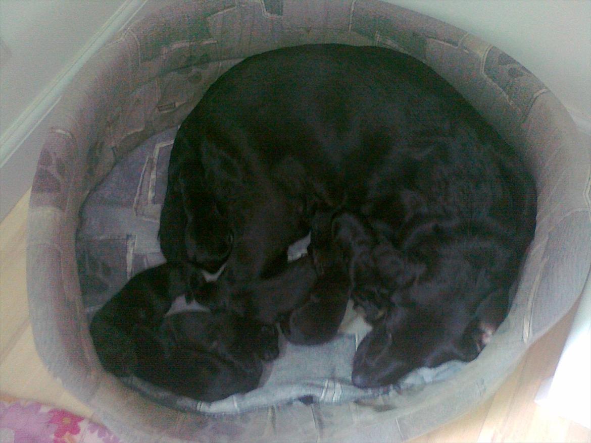 Labrador retriever Dolly - Et par dage gamle  billede 12