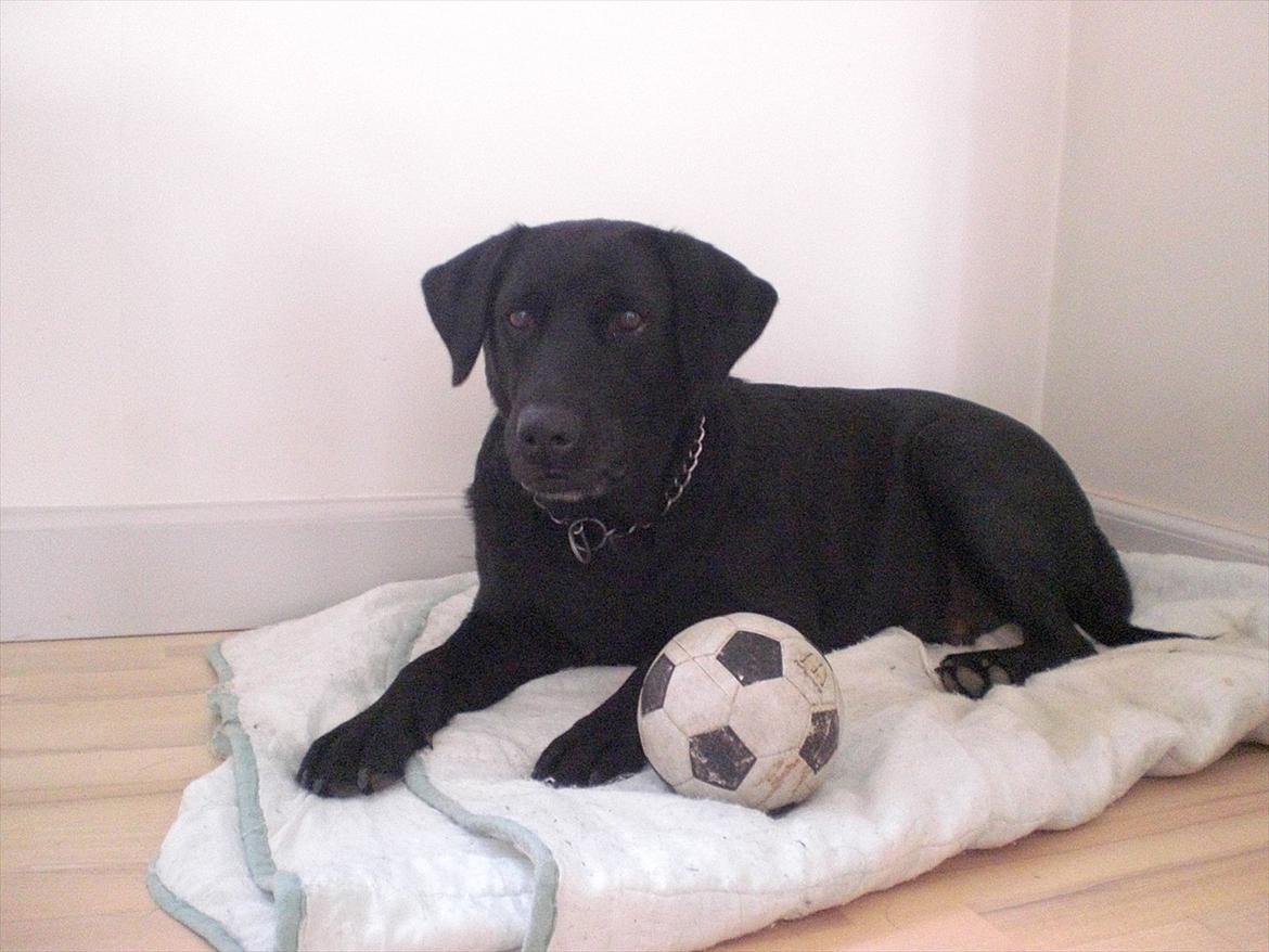 Labrador retriever Nykilde Ashja - 2011 billede 15