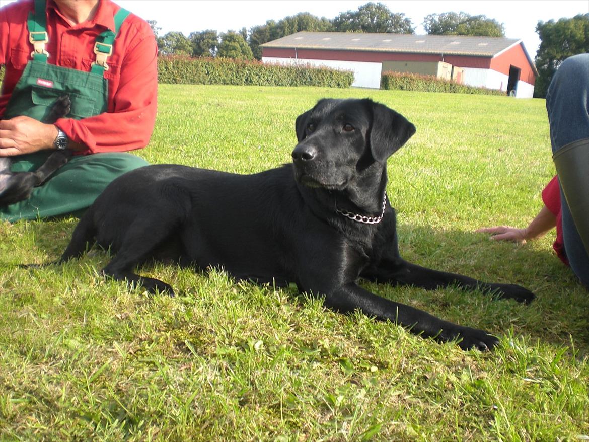 Labrador retriever Nykilde Ashja - Velkommen til Nykilde Ashja <3 2011 ude sammen med hendes sidste hvalpe :) billede 1