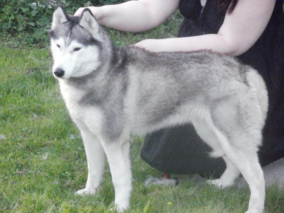 Siberian husky Dina (midlertidig hund) billede 1