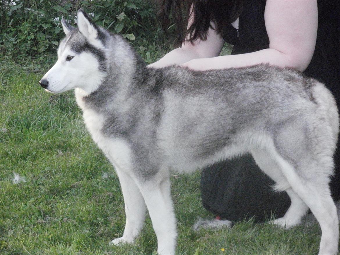 Siberian husky Dina (midlertidig hund) billede 9