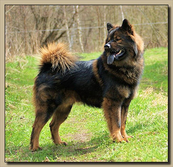 Eurasier Alfons<3 billede 1