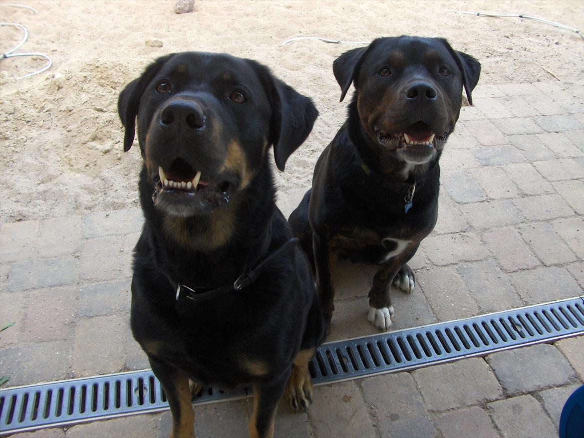 Blanding af racer Felix - Felix og hans bedste ven Gizmo(himmelhund) billede 15