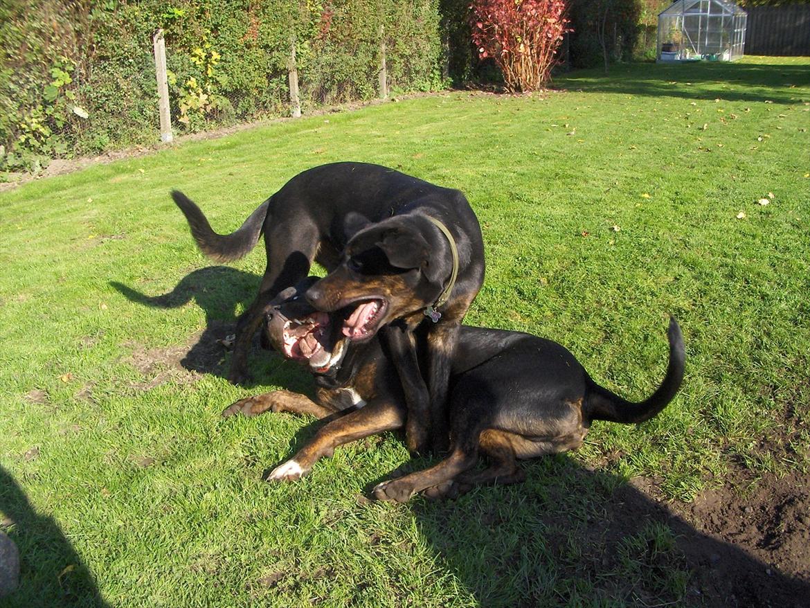 Blanding af racer Felix - En af Felix´s venner. De ligner hinanden! billede 16