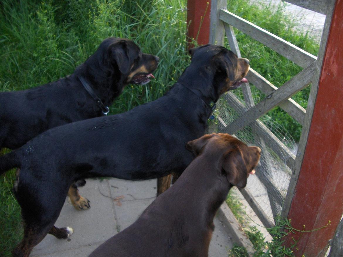 Blanding af racer Felix - 3 gode venner i hundeskoven. Gizmo og Mojo(nu himmelhunde)Felix i midten billede 17