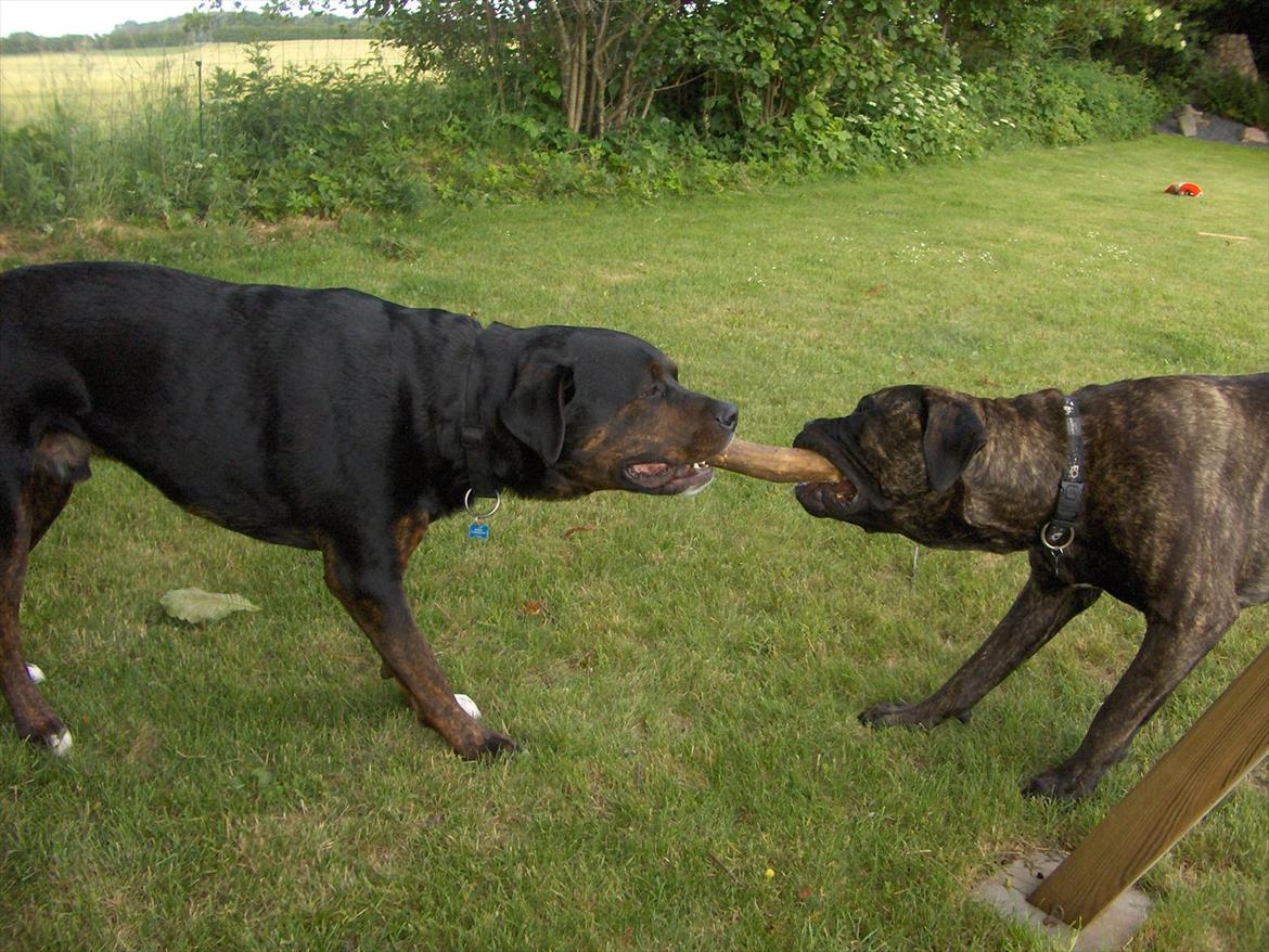 Blanding af racer Felix - Felix´s unge legekammerat, der aldrig giver op....! billede 18