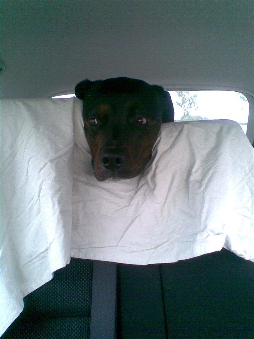 Blanding af racer Felix - En træt Felix på vej hjem fra Gizmo.. billede 19