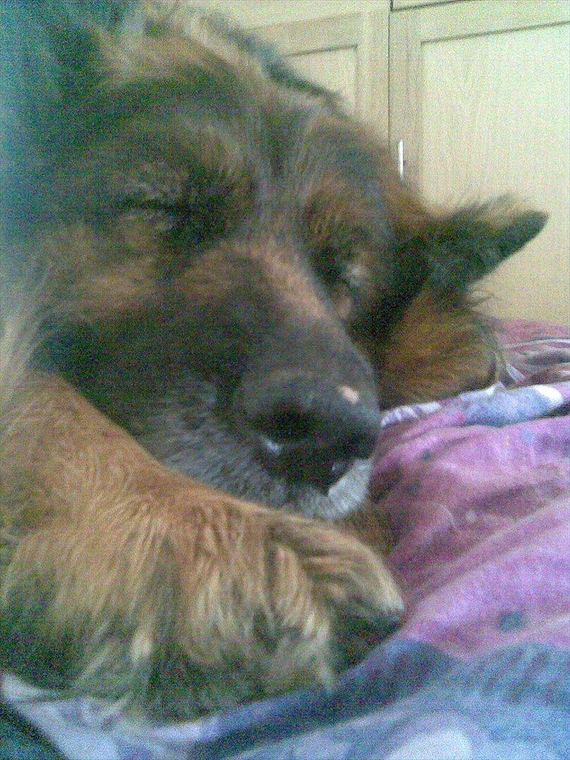 Schæferhund Kiwi billede 1