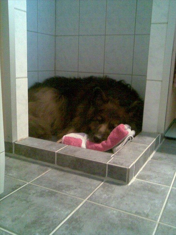 Schæferhund Kiwi billede 11