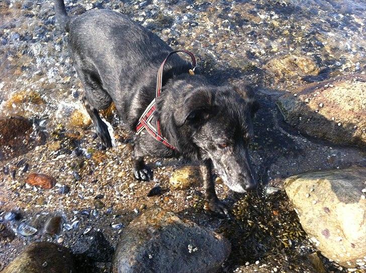 Blanding af racer Geof billede 1