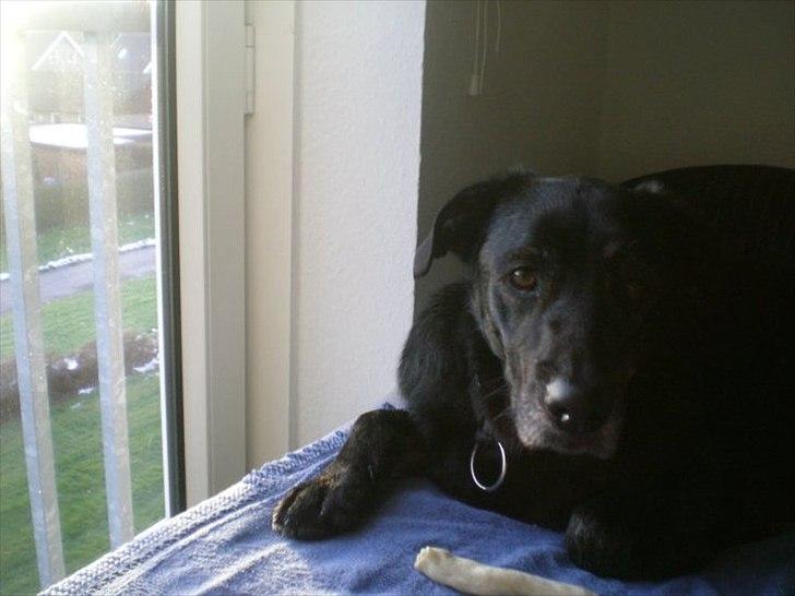 Blanding af racer Geof - Et par dage efter han var kommet til Danmark. Han fandt hurtig ud af at sengen var et hit :) billede 2