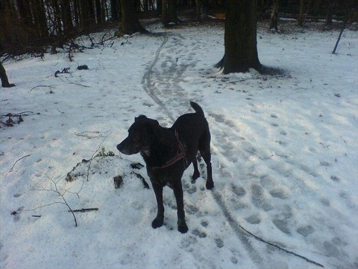 Blanding af racer Geof billede 5