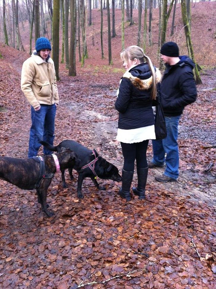 Blanding af racer Geof - På skovtur med min søster og svoger og deres hund, Gucci. billede 6