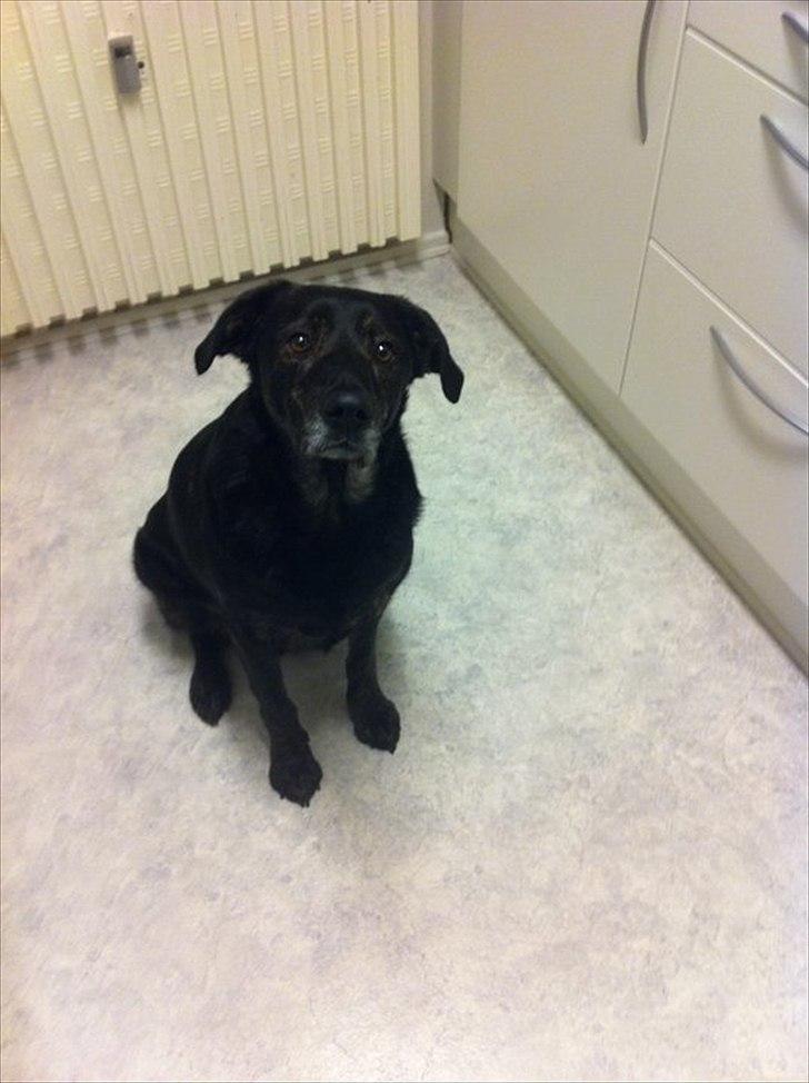 Blanding af racer Geof - Ja, han sidder pænt når han har noget godt i hånden ;) billede 7