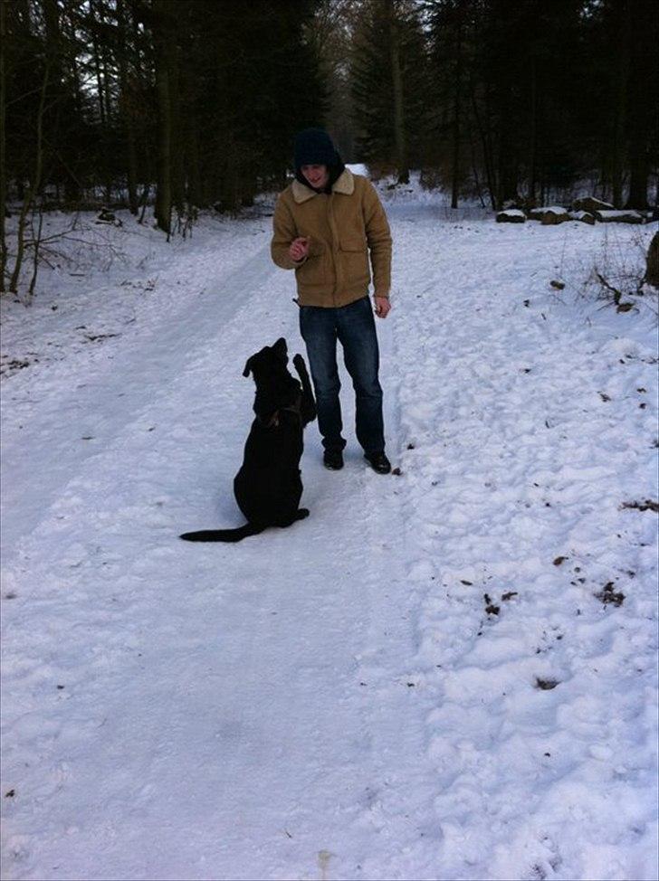 Blanding af racer Geof billede 8