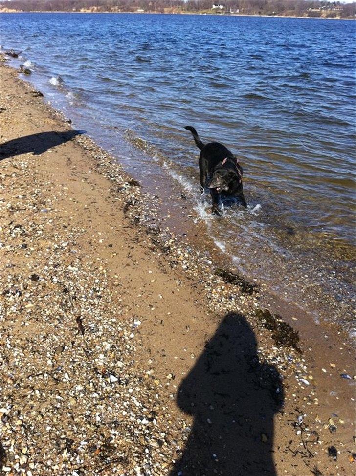 Blanding af racer Geof - Han er ikke bange for vand, men svømmer helst ikke hvis det er for koldt. Det her var i Marts. billede 9