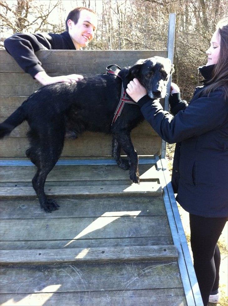 Blanding af racer Geof billede 10