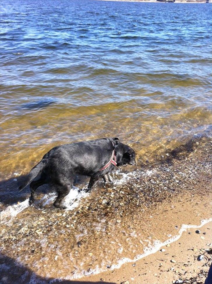 Blanding af racer Geof billede 11