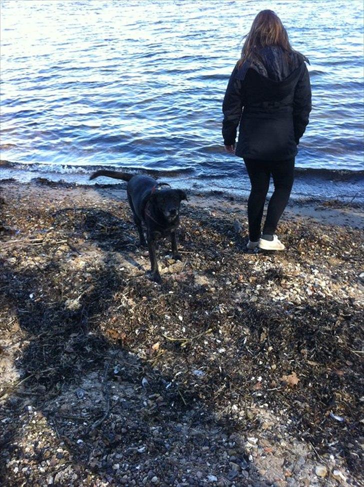 Blanding af racer Geof billede 12