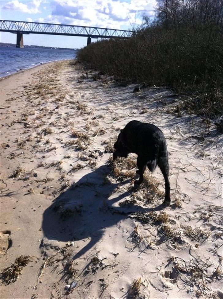 Blanding af racer Geof billede 13