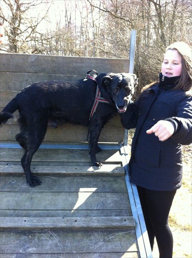 Blanding af racer Geof billede 14