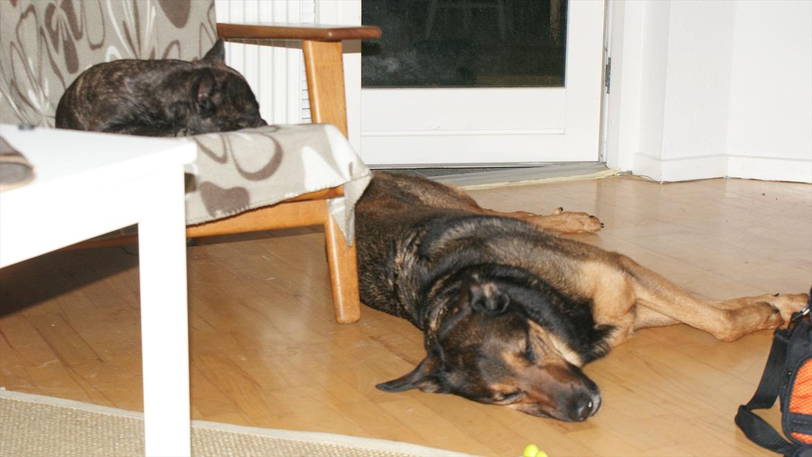 Blanding af racer Zar (Zarzi)<3 billede 9