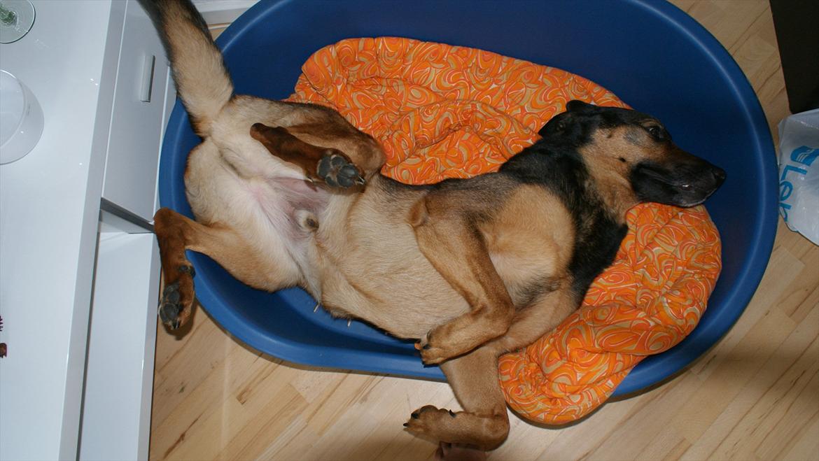 Blanding af racer Zar (Zarzi)<3 - Ynglings-sove-stilling! billede 10