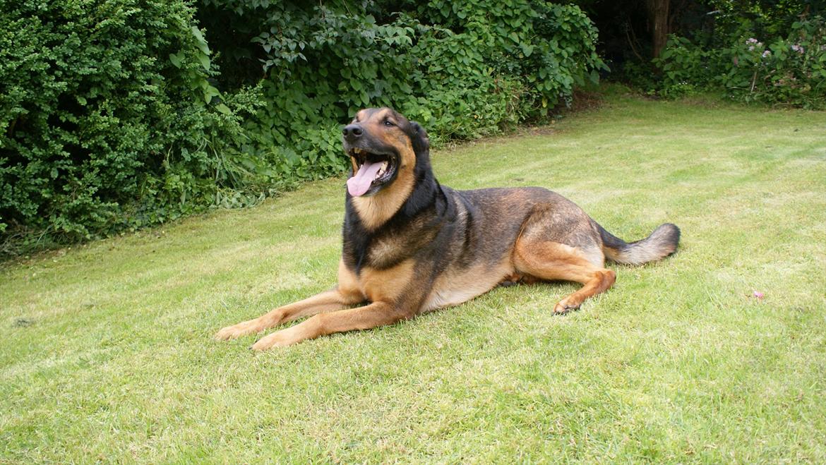 Blanding af racer Zar (Zarzi)<3 - Smuk! billede 4