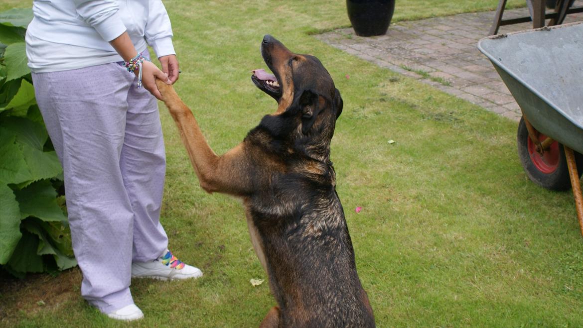 Blanding af racer Zar (Zarzi)<3 - Gi 1 potte :) billede 11