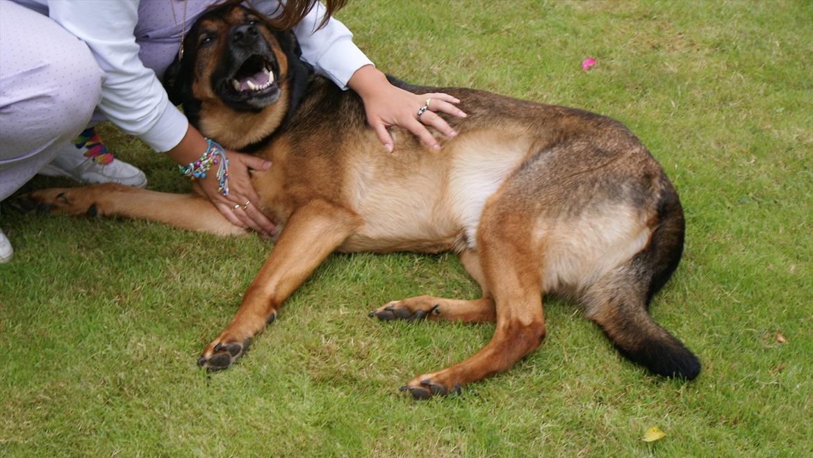 Blanding af racer Zar (Zarzi)<3 - NUSSE!! billede 13