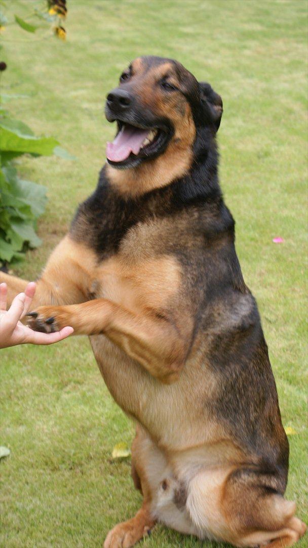 Blanding af racer Zar (Zarzi)<3 - IGEEN :) billede 3