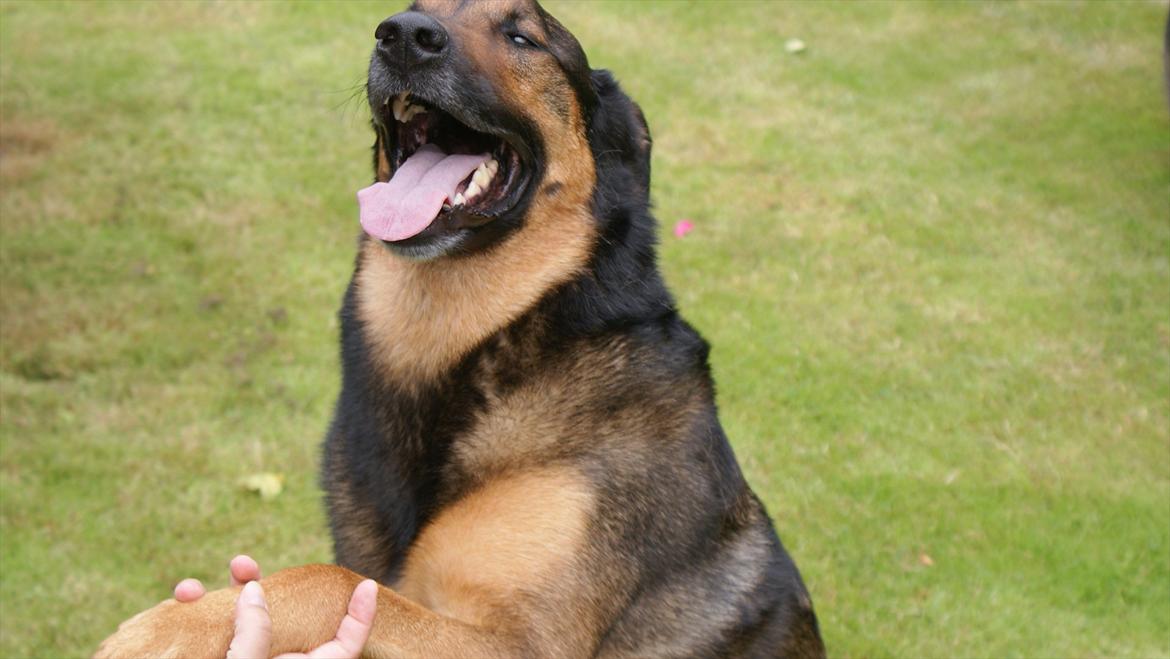 Blanding af racer Zar (Zarzi)<3 - Gi 2 Potter! :) billede 12