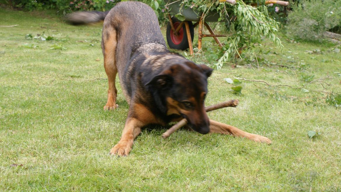 Blanding af racer Zar (Zarzi)<3 - Zar leger med pind! billede 14