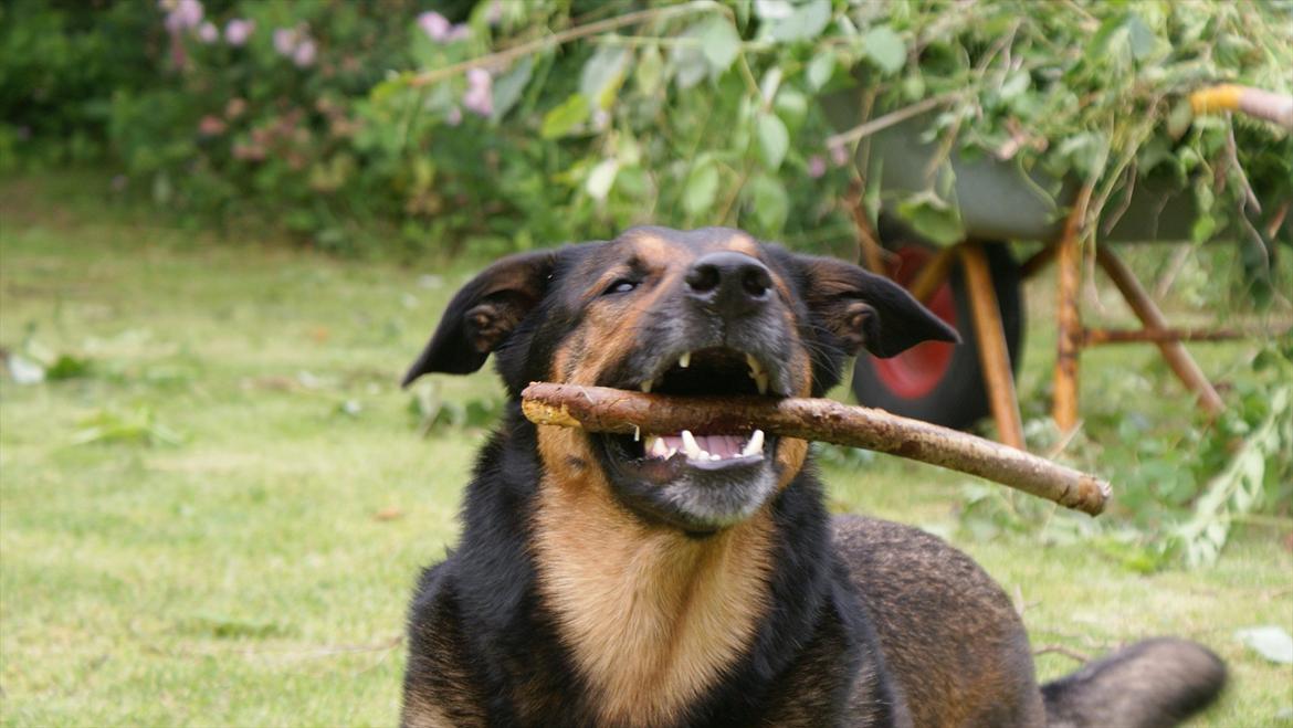 Blanding af racer Zar (Zarzi)<3 - Det en god pind! billede 16