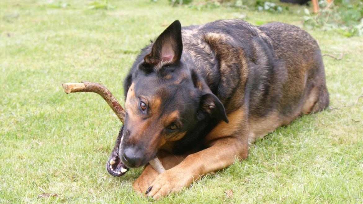 Blanding af racer Zar (Zarzi)<3 - Juhuuu øret stritter!! Charmerene billede 2