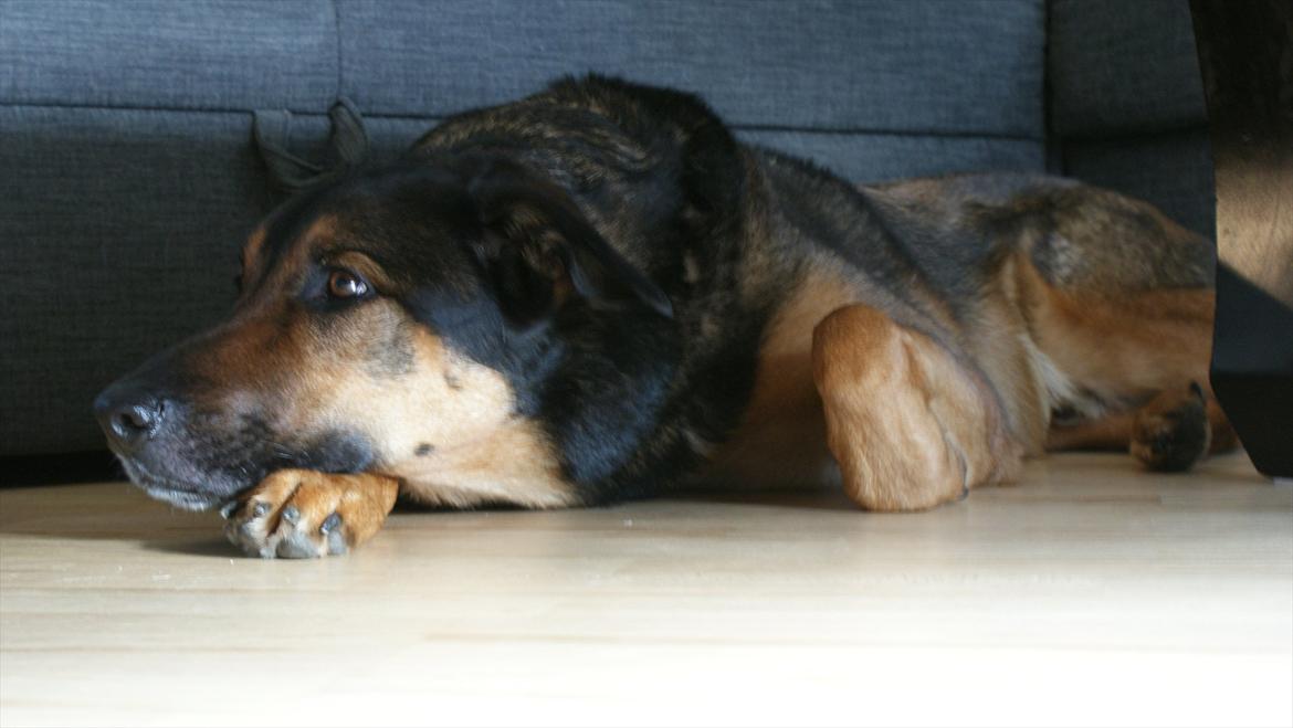 Blanding af racer Zar (Zarzi)<3 - En slapper under bordet!! billede 22