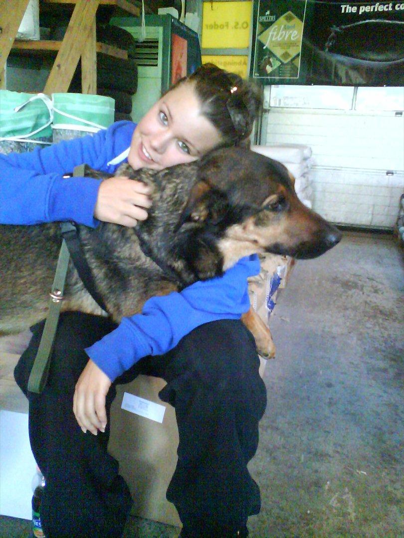 Blanding af racer Zar (Zarzi)<3 - Ja han tro han kan sidde på skødet.. Tro han ville ønske han var mindre nogen gange :) billede 18