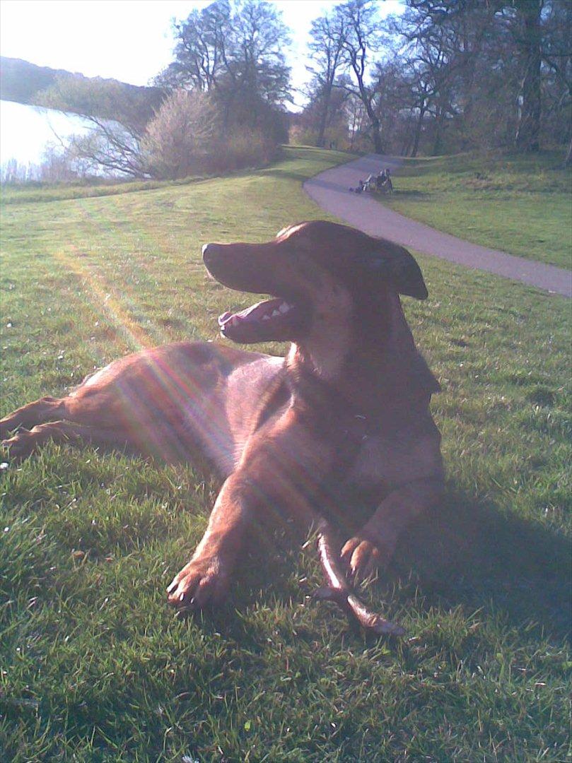 Blanding af racer Zar (Zarzi)<3 - Vi elsker solen!! og en lur i græsset!! :) billede 19