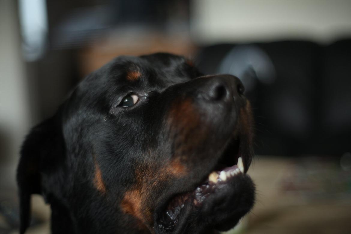 Rottweiler REX billede 16
