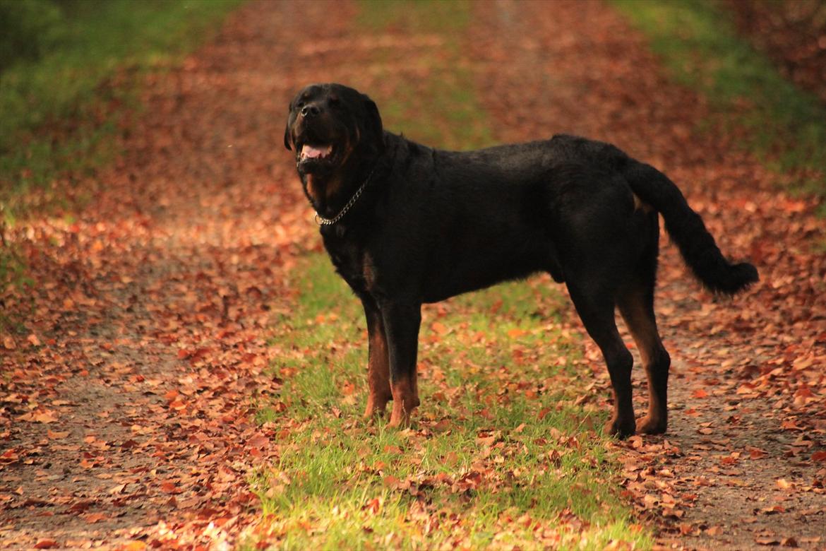 Rottweiler REX billede 13