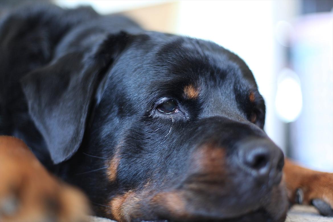 Rottweiler REX billede 18