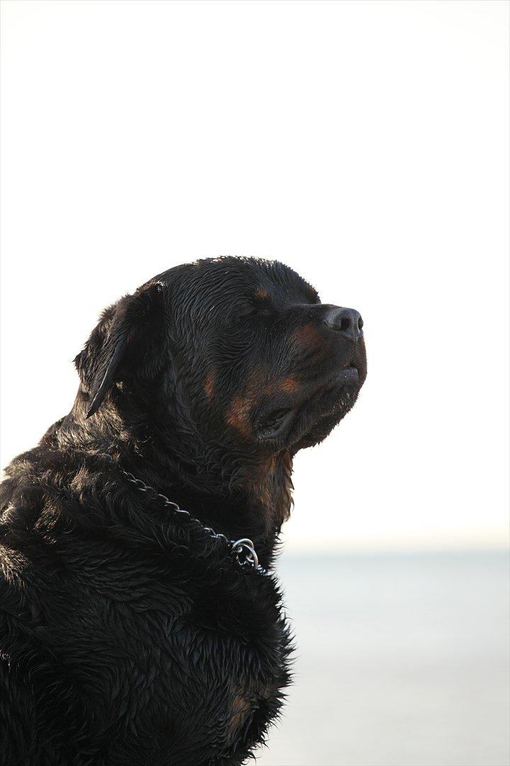 Rottweiler REX billede 6