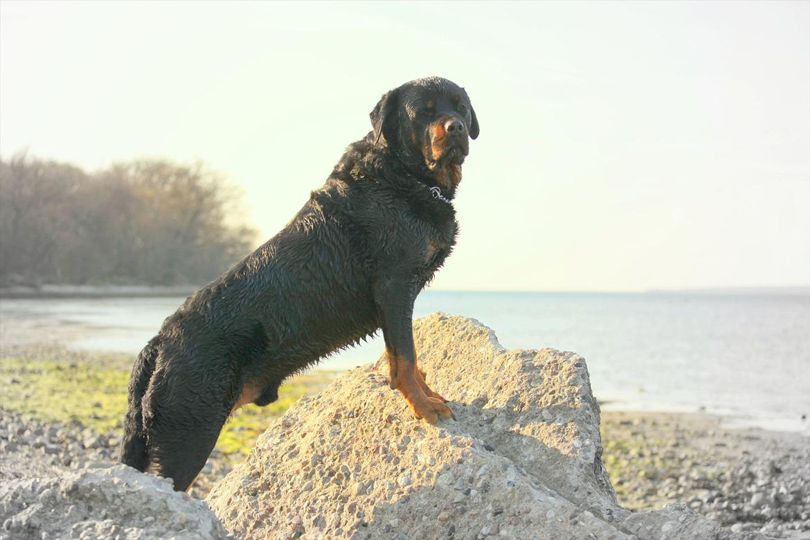 Rottweiler REX billede 7