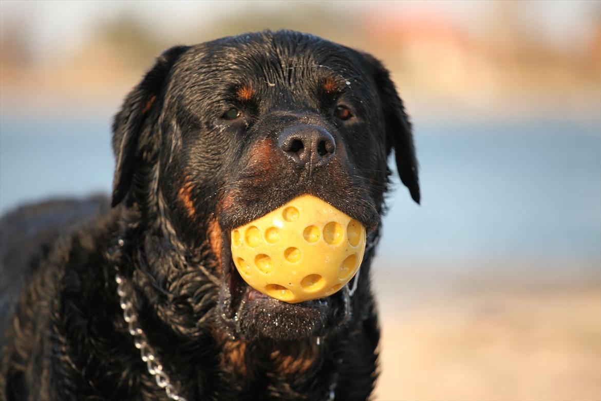 Rottweiler REX billede 9