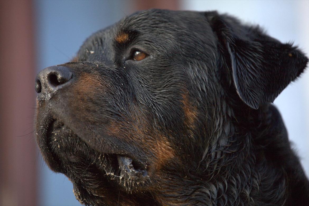 Rottweiler REX billede 1
