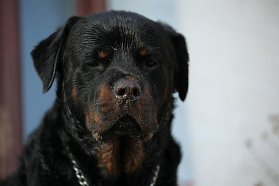 Rottweiler REX billede 8