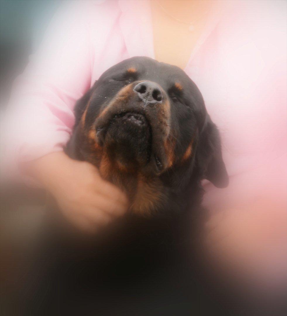 Rottweiler REX billede 10