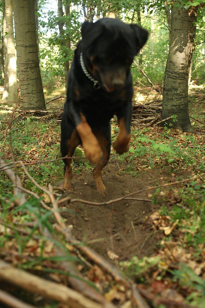 Rottweiler REX billede 11