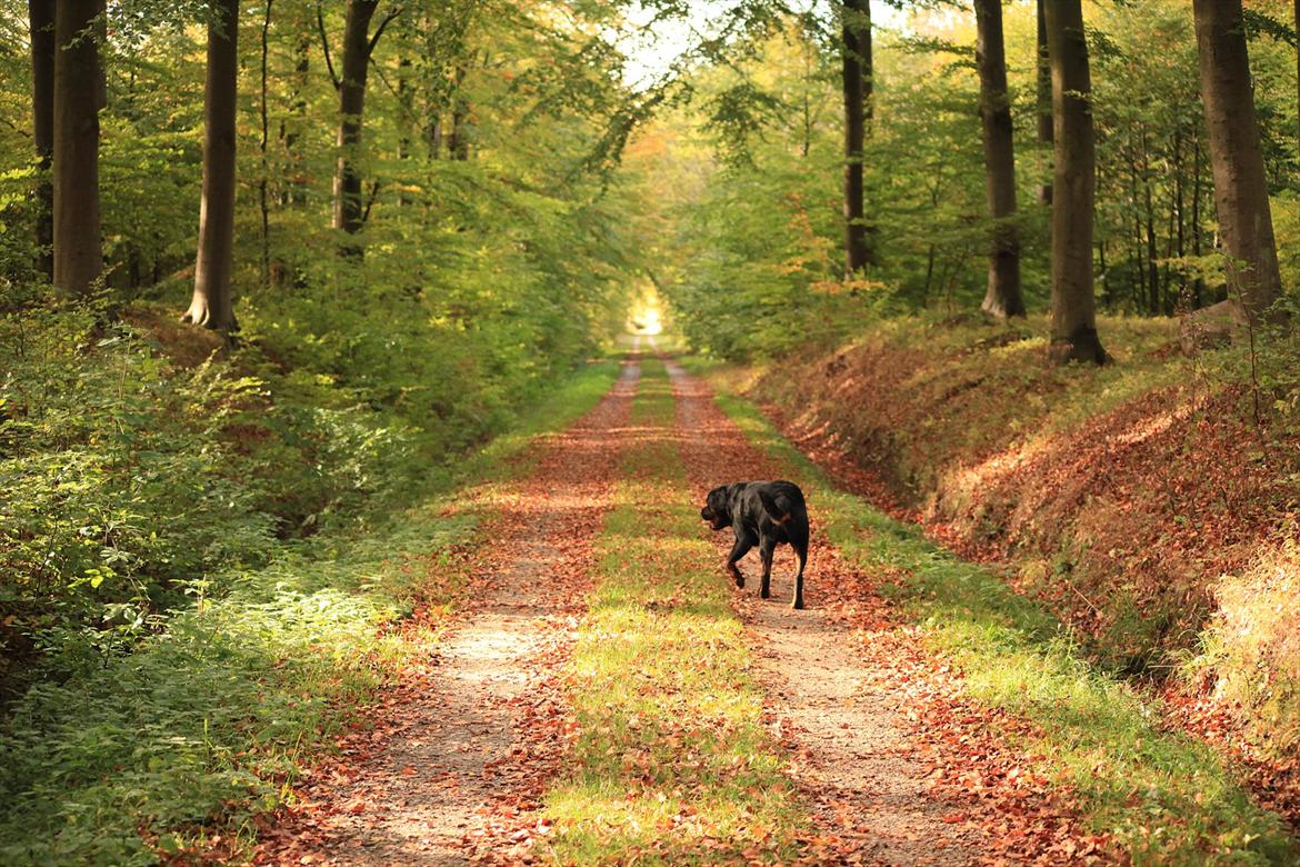 Rottweiler REX billede 12