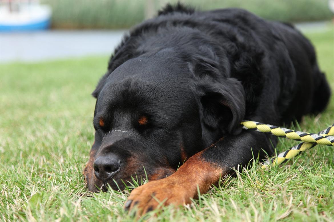 Rottweiler REX billede 17